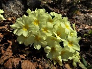 26 Primule in fiore sul sentiero partigiano della Cornabusa in salita alla Cima Cornetti